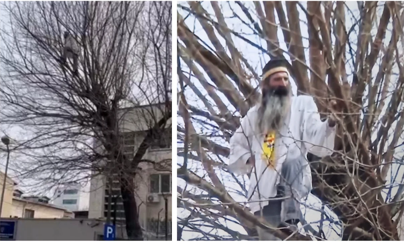 Suveranism la înălțime: „stegaru’ dac” cântă în copac!